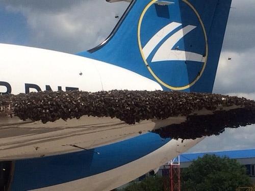 Пчёлы хотели осуществить теракт в аэропорту “Борисполь”