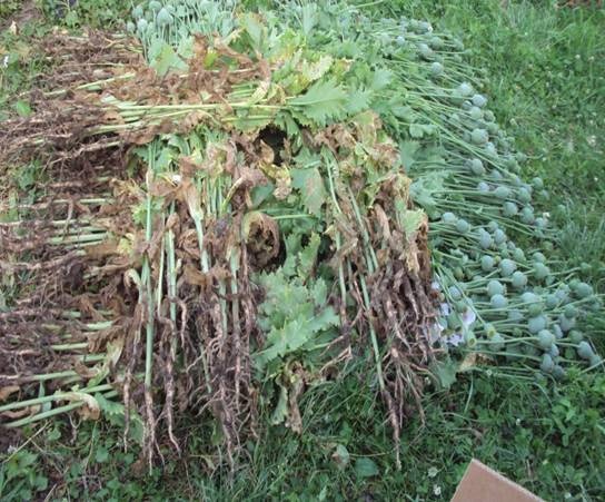 88-летняя любительница вареников вырастила на огороде почти тысячу кустов мака (фото)