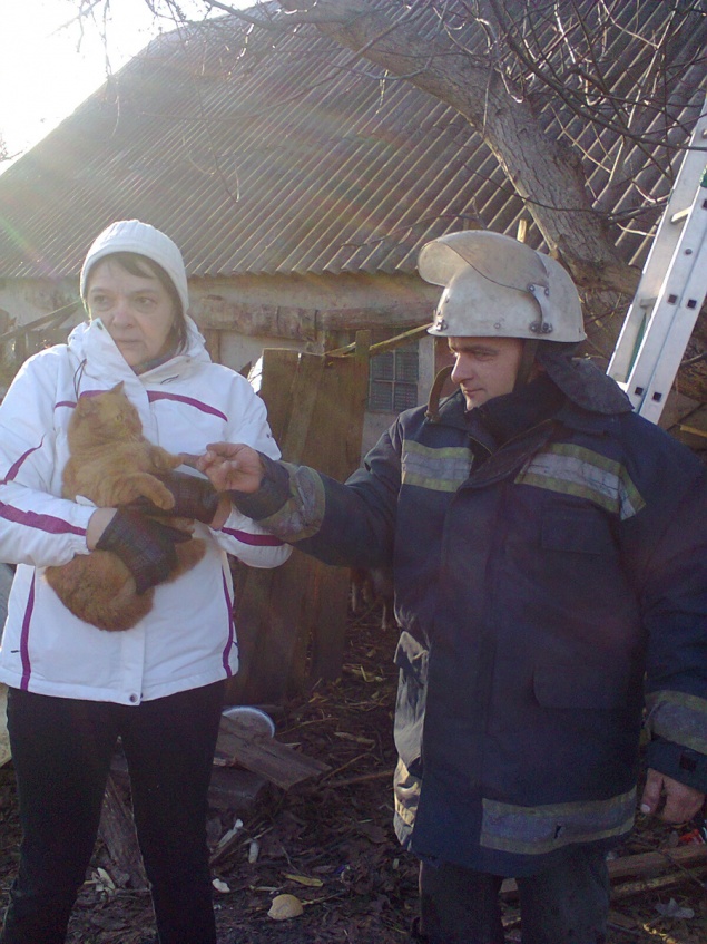 На Киевщине спасатели сняли кота с дерева