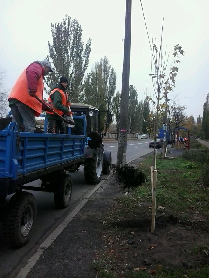 На Дарницкой площади в Киеве коммунальщики высадили цветущие хризантемы (фото)