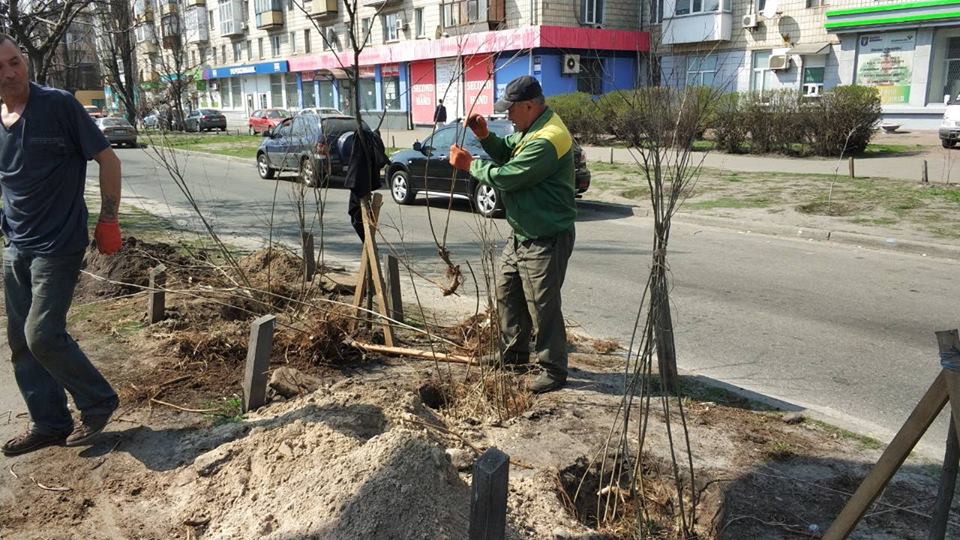 В Киеве на проспекте Соборности высадили акации