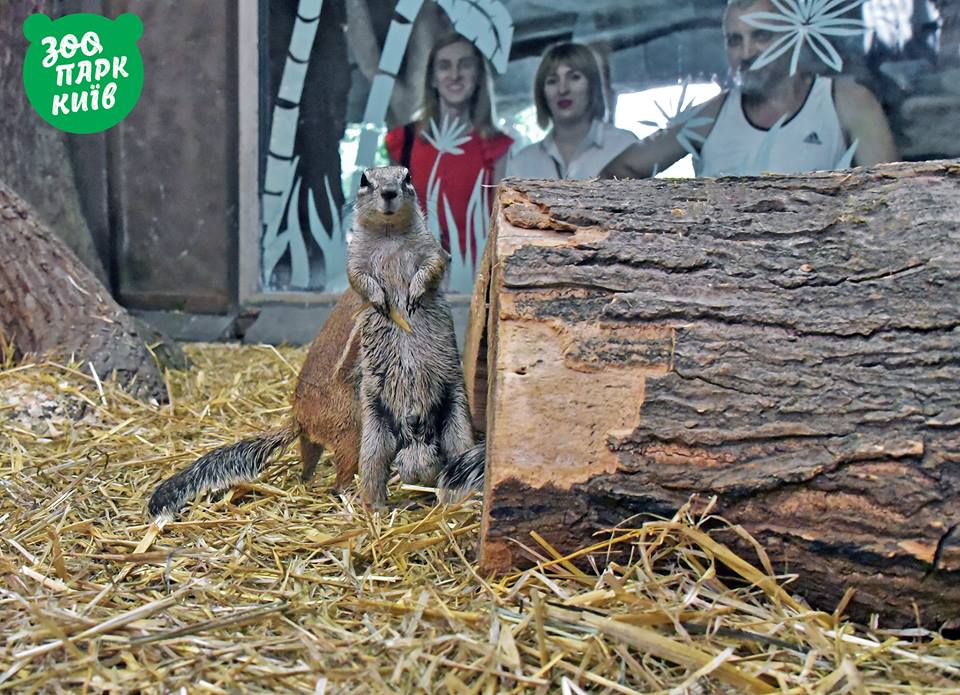 В Киевском зоопарке поселилась семья африканских земляных белок (фото)