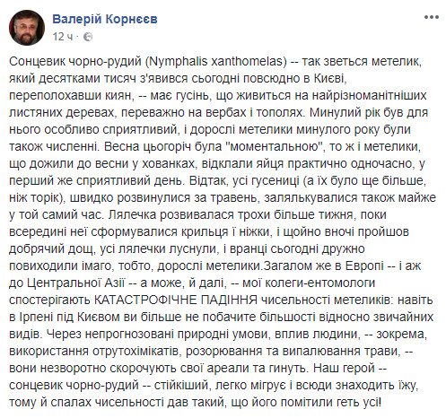 В Киеве внезапно появилось большое количество бабочек