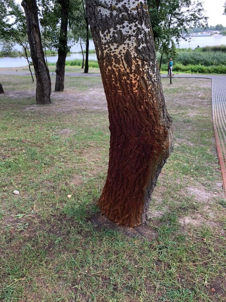 В киевском парке “Наталка” из-за грязной воды из Днепра камни и деревья покрылись ржавчиной