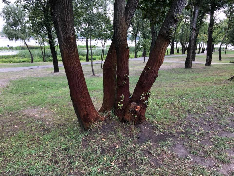 В киевском парке “Наталка” из-за грязной воды из Днепра камни и деревья покрылись ржавчиной