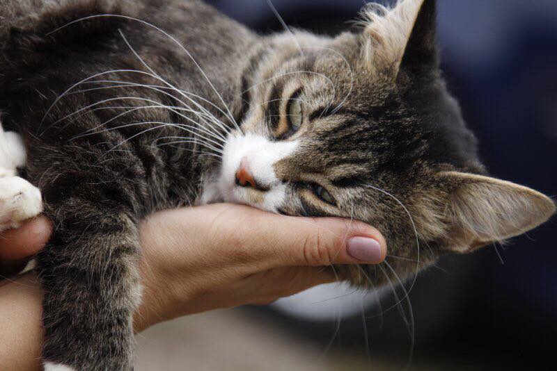 Ласковым котам из “Сириуса” нужен уютный дом