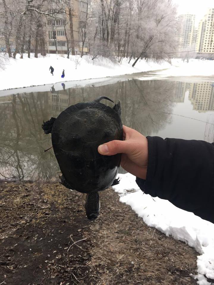 В озере на Теремках в Киеве из-за прорыва теплосети погибла рыба и черепахи - соцсети (фото, видео)
