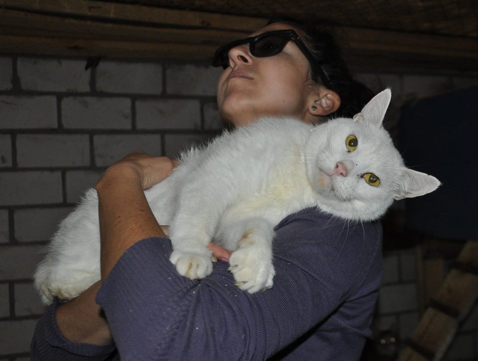 Очаровательным котам “Сириуса” ищут хозяина