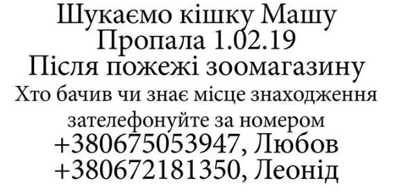 После пожара в зоомагазине пропала кошка Маша: помогите в поиске