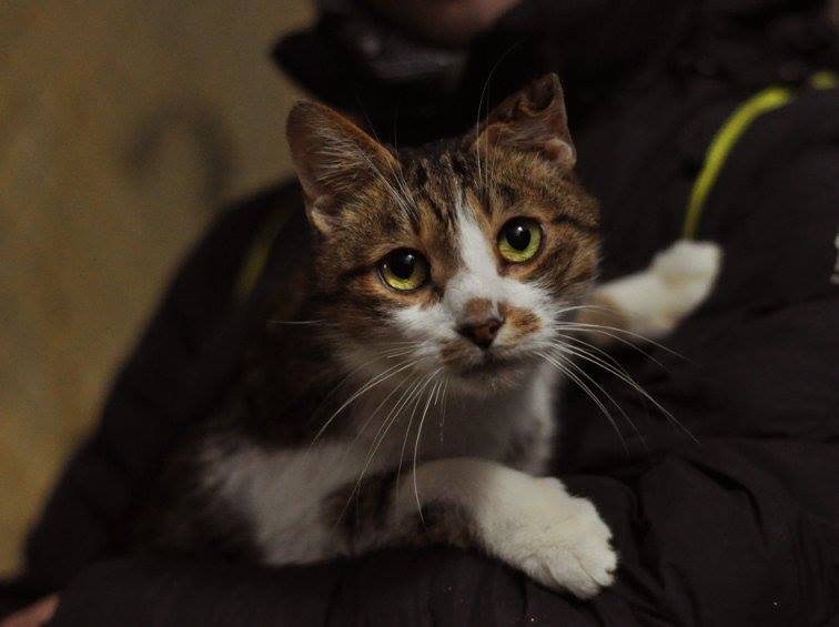 Милым котам из “Сириуса” ищут семью и теплый дом