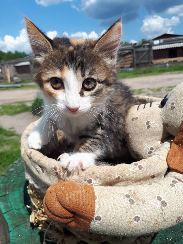 Обаятельным и ярким молодым кошкам из “Сириуса” ищут дом