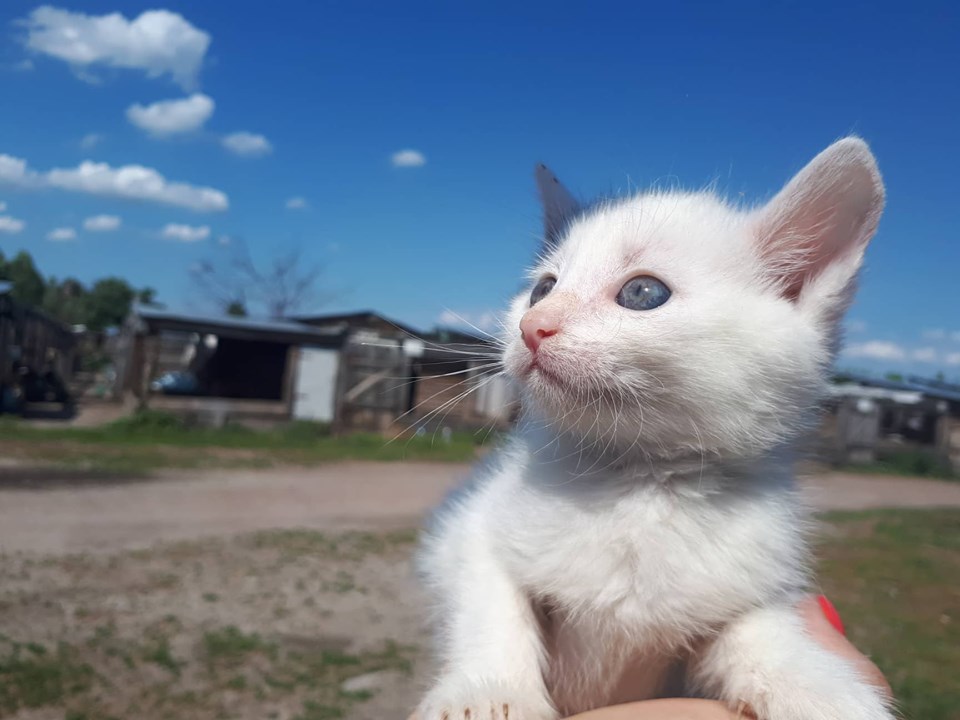 Котятам из “Сириуса” ищут верного хозяина и теплый дом