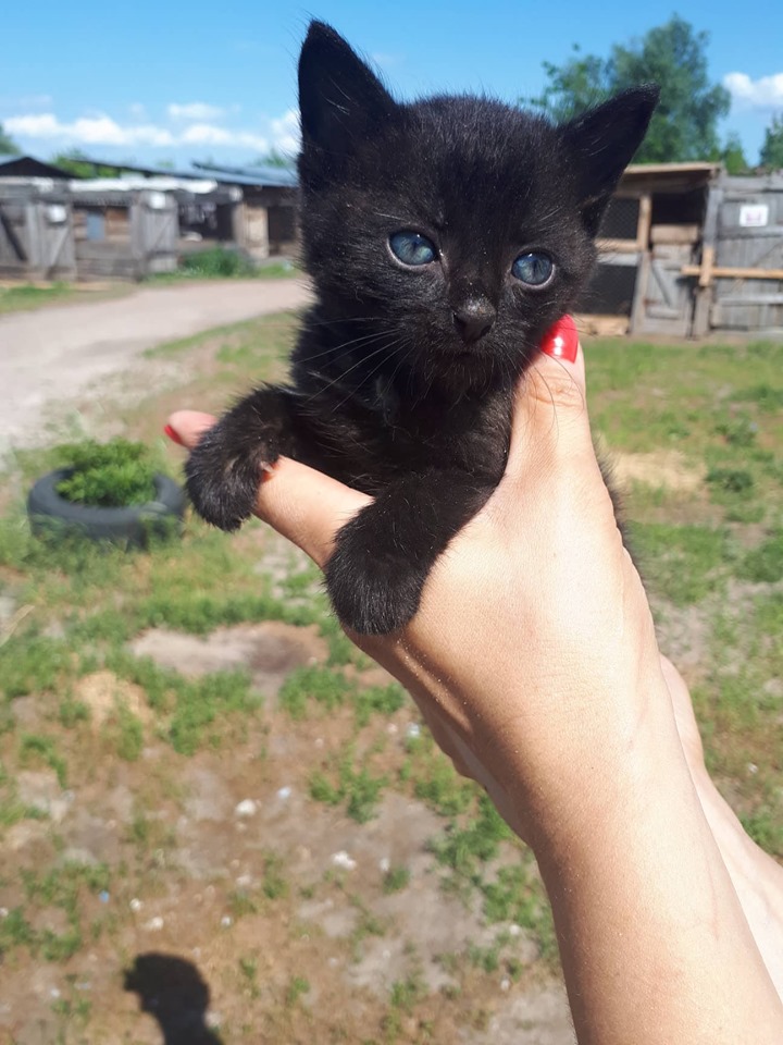 Котятам из “Сириуса” ищут верного хозяина и теплый дом