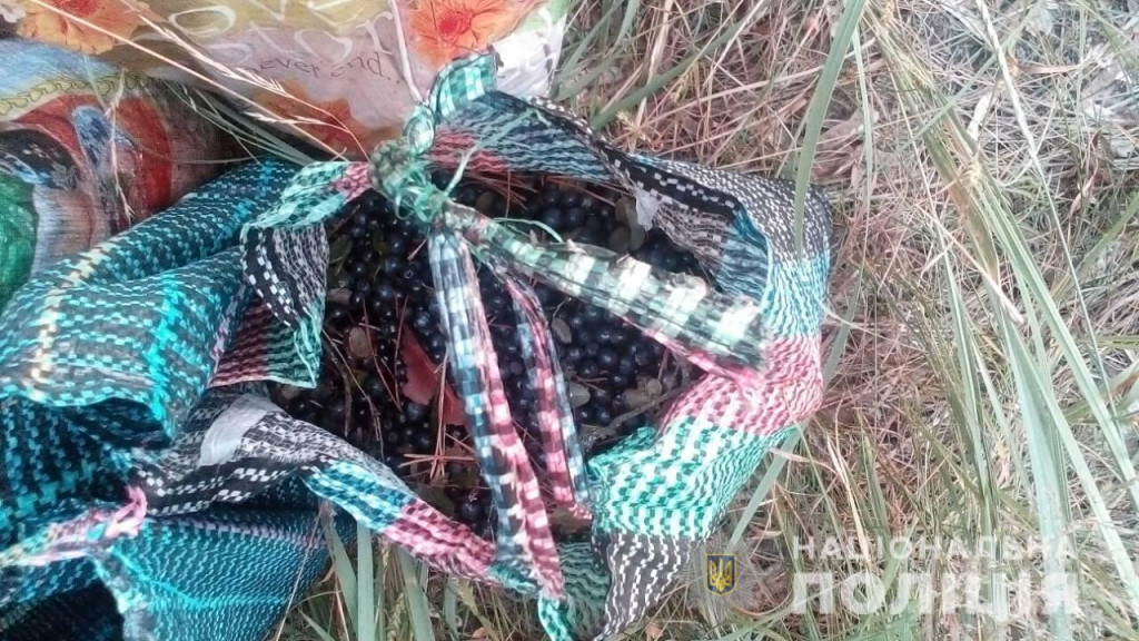 В зоне отчуждения ЧАЭС полиция задержала женщину с 14 кг собранной черники для продажи (фото)