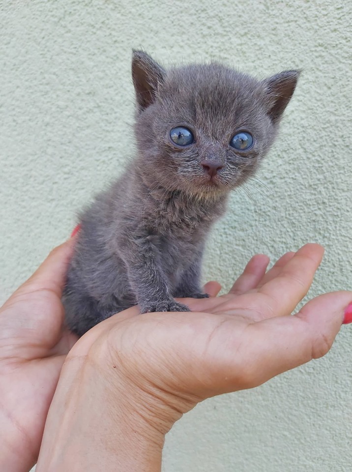 Котятам из “Сириуса” ищут надежного хозяина