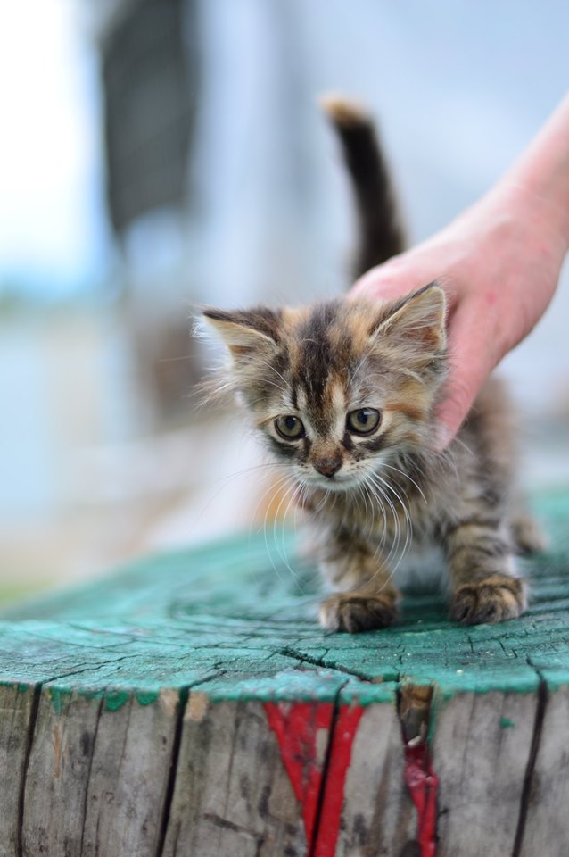 Обаятельным и трогательным котам из “Сириуса” ищут хозяина