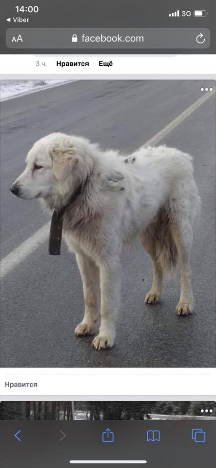 На Киевщине разыскивают потерявшуюся собаку по кличке Мишка (фото)