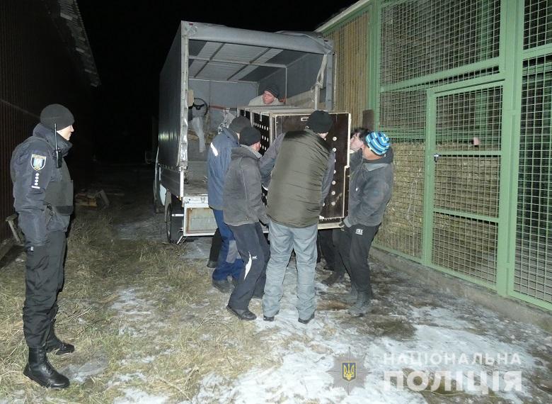 На Жуковом острове в Киеве обнаружили тигров, проживающих в ненадлежащих условиях (фото, видео)