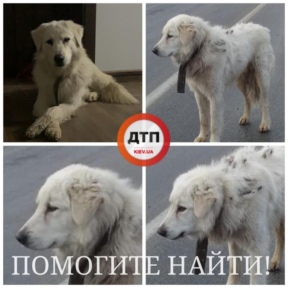 На Киевщине разыскивают потерявшуюся собаку по кличке Мишка (фото)