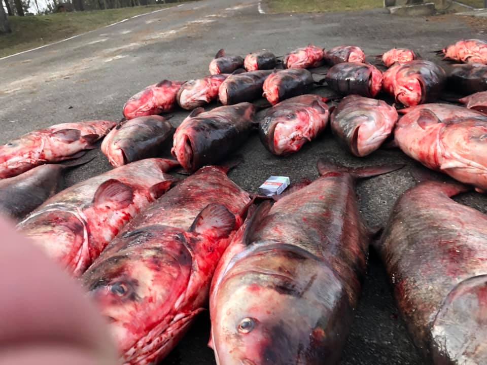 На Киевском водохранилище у браконьеров изъяли полтонны рыбы (фото)