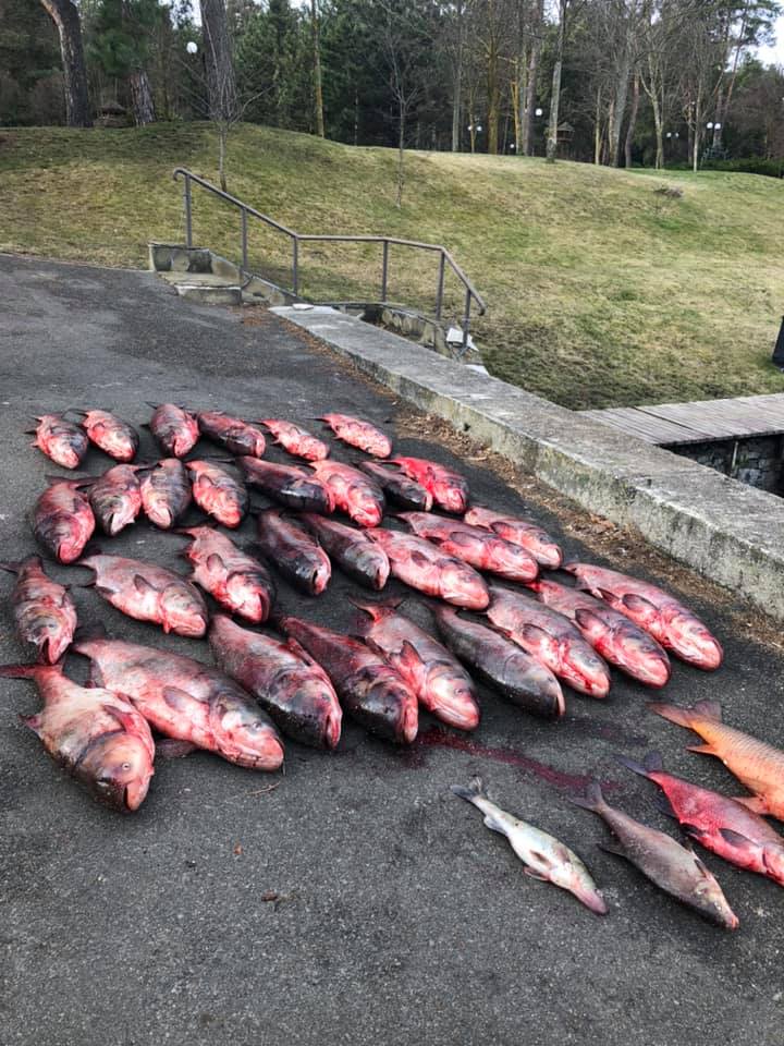 На Киевском водохранилище у браконьеров изъяли полтонны рыбы (фото)