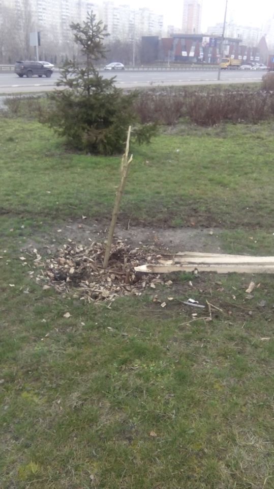 Неизвестные сломали молодые деревья у метро “Осокорки” в Киеве (фото)