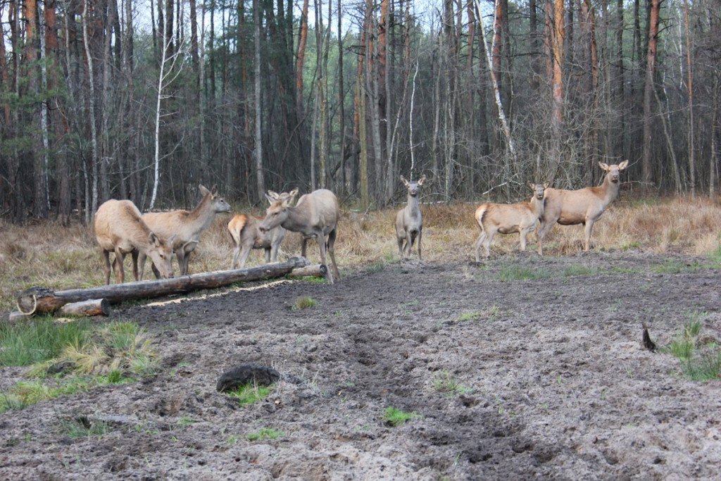 Співвласник АТБ може отримати тисячі гектарів лісу на Київщині в 49-річне користування