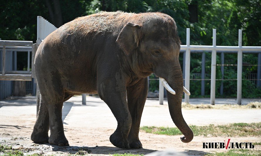 Лето в столице: Киевский зоопарк приглашает посетителей на экопросвещение (фото)