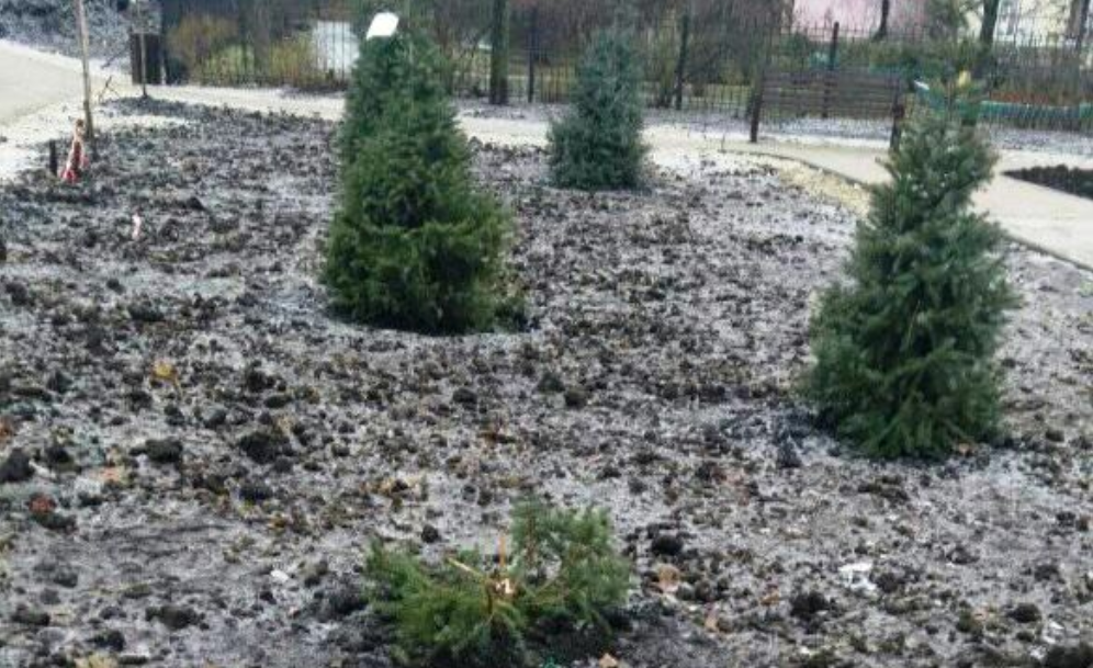На Оболони в Киеве начали обрабатывать хвойные деревья репеллентами против вандалов