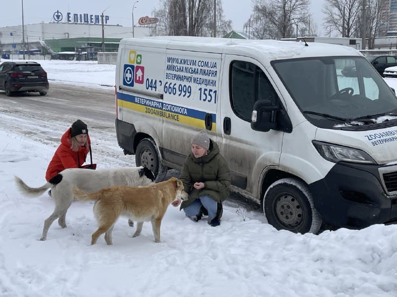 В морозные дни коммунальная ветклиника накормила около сотни бездомных животных