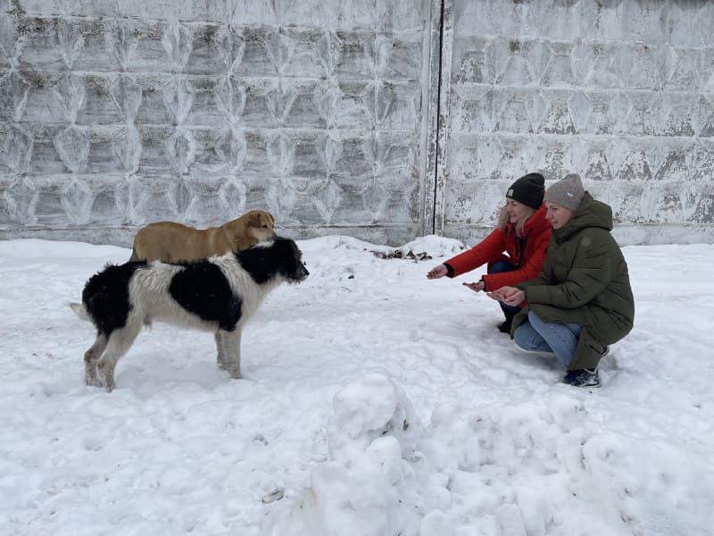 В морозные дни коммунальная ветклиника накормила около сотни бездомных животных