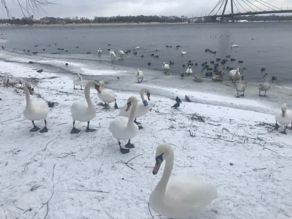 В Киеве на Оболони поселились десятки лебедей (фото)