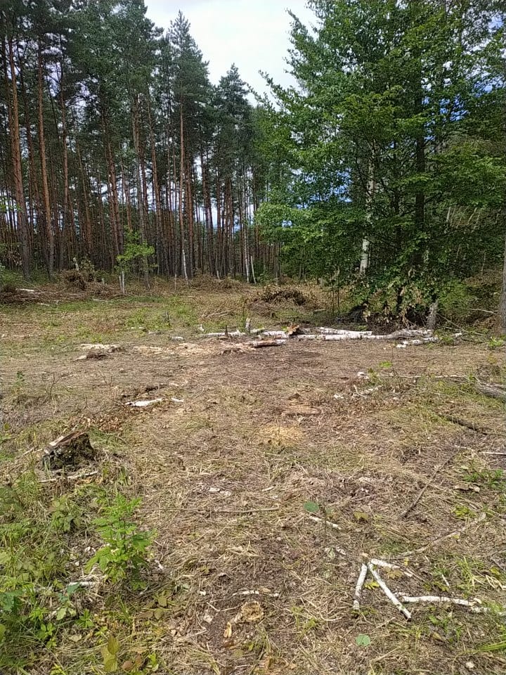 Мешканцю Вишгорода повідомлено про підозру у незаконній порубці лісу на понад 1,5 млн гривень