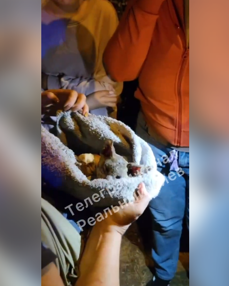 У Києві на Теремках підірвали притулок для котів, багато тварин загинуло