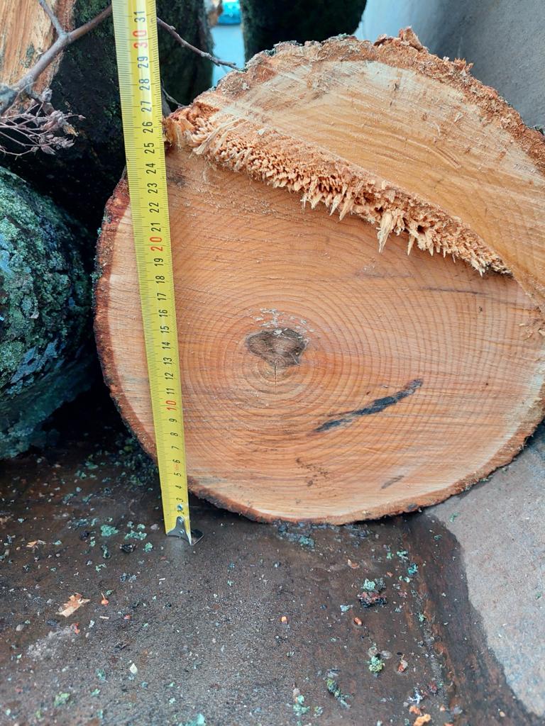На Київщині двох чоловіків підозрюють у порубці 348 дерев на понад 2,4 млн гривень