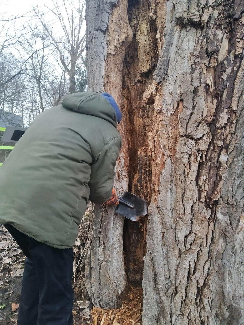 На території Київського зоопарку екологи провели лікування вікових дерев (фото)