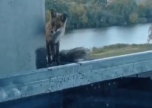У Києві з 8-го поверху недобудови врятували лисицю