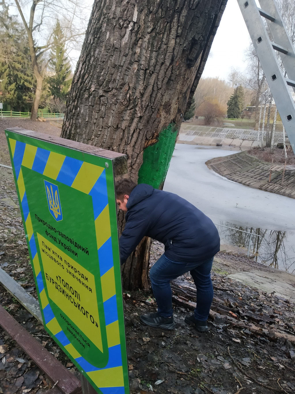 На території Київського зоопарку екологи провели лікування вікових дерев (фото)