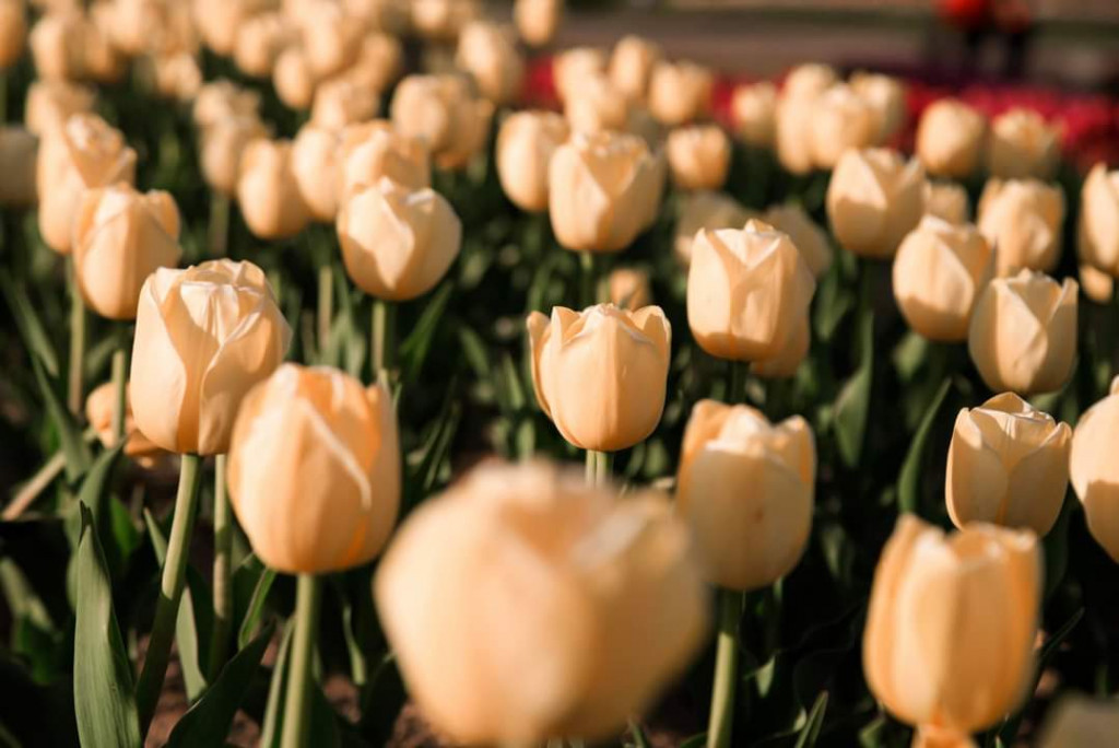 Мільйони тюльпанів до ювілею: у “Добропарку” анонсували відкриття весняного сезону (фото)