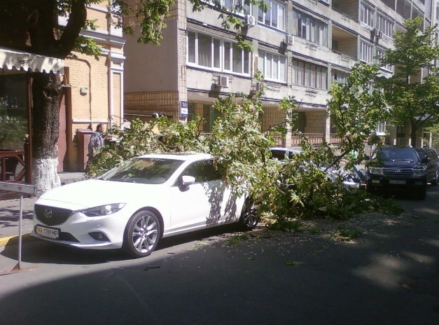 В центре Киева внезапно упавшая ветка каштана повредила два автомобиля (фото)