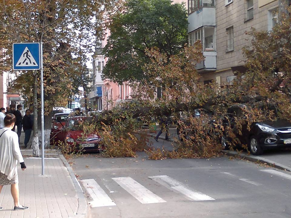 В центре Киева рухнуло дерево (фото)