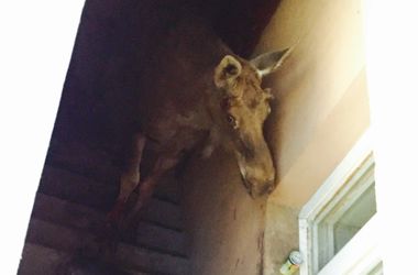 В подвале многоэтажки Бучи нашли лося