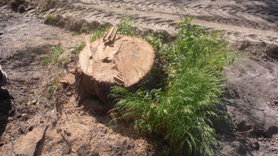 В Святошино КО “Киевзеленстрой” повырезал здоровые двухсотлетние дубы (+фото)