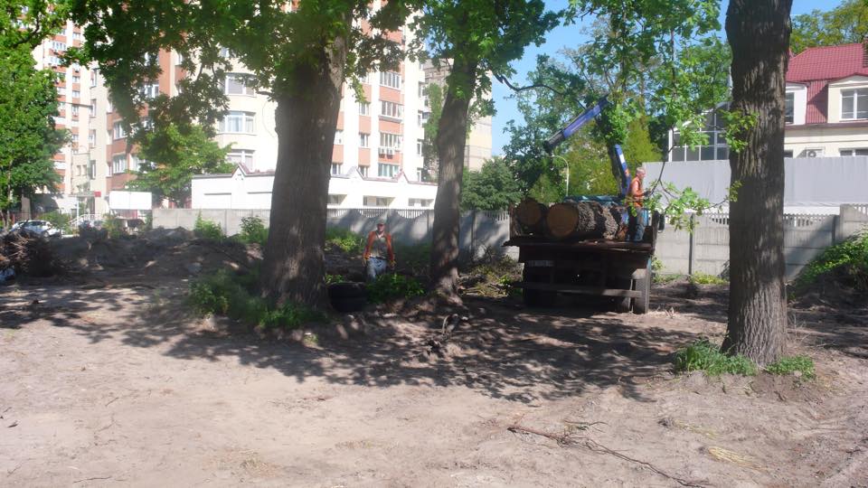В Святошино КО “Киевзеленстрой” повырезал здоровые двухсотлетние дубы (+фото)