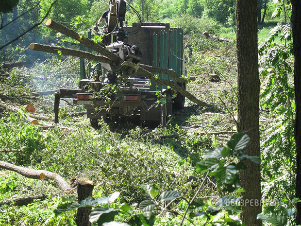 Жители Ирпеня пошли в рукопашную против вырубающего деревья застройщика (фото)