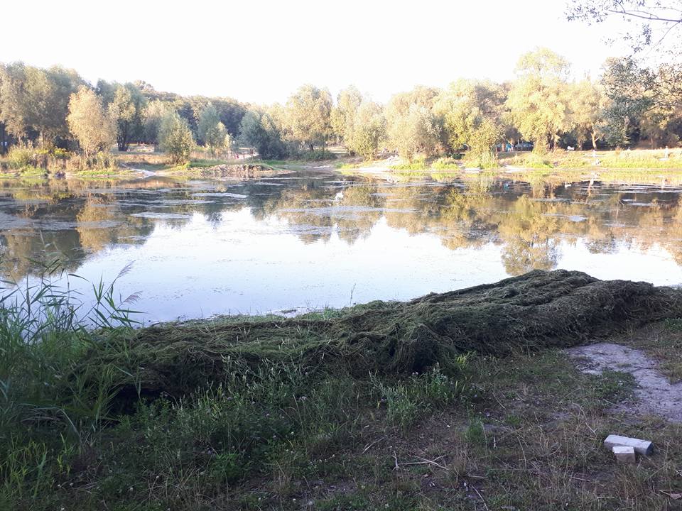 Коммунальщики приступили к расчистке столичных озер от водорослей (фото)