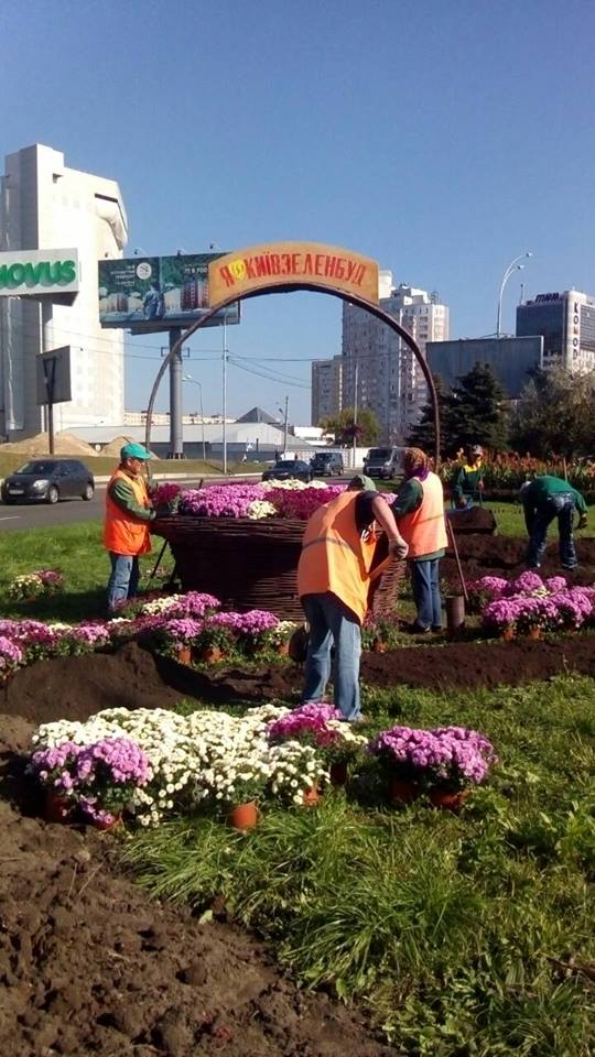 Приезжающих в Киев коммунальщики решили встретить огромной корзиной хризантем (фото)