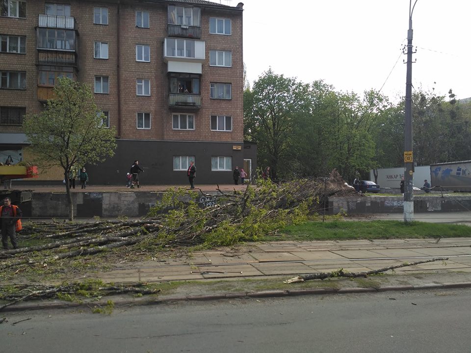 Дерево перекрыло движение транспорта на бульваре Ивана Лепсе в Киеве