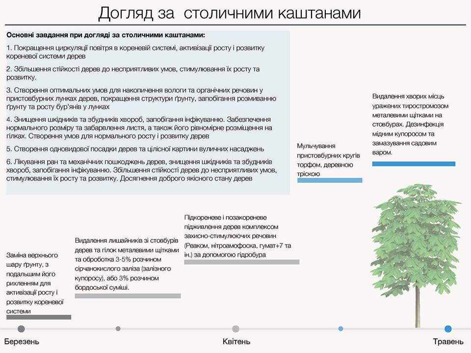 “Киевзеленстрой” планирует полечить каштаны в центре Киева