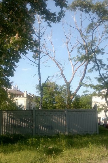 “Киевзеленстрой” не может убрать несколько десятков аварийных деревьев “благодаря” экологам